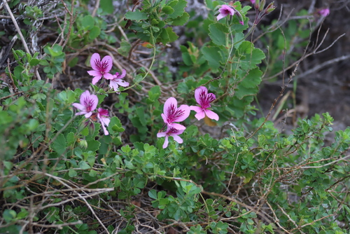 Pelargonium betulinum, photograph 5