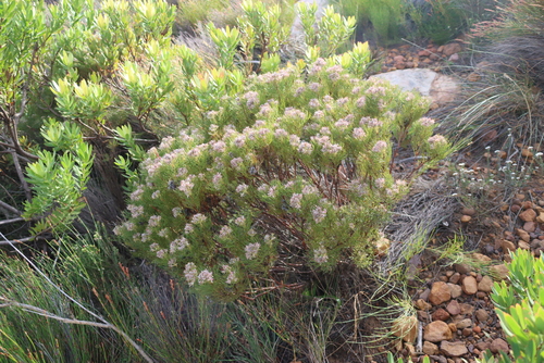 Serruria ascendens, photograph 3