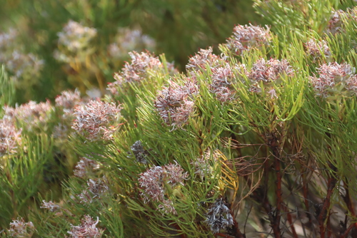 Serruria ascendens, photograph 2