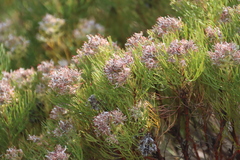 Serruria ascendens, photograph (c) Tony Rebelo, some rights reserved (CC BY-SA)