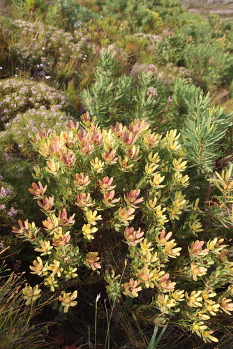 Leucadendron sessile, photograph 6