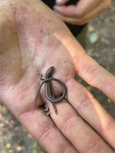 Little Brown Skink