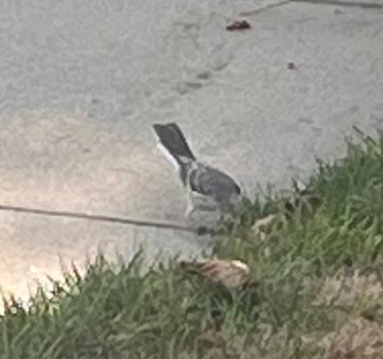 Northern Mockingbird
