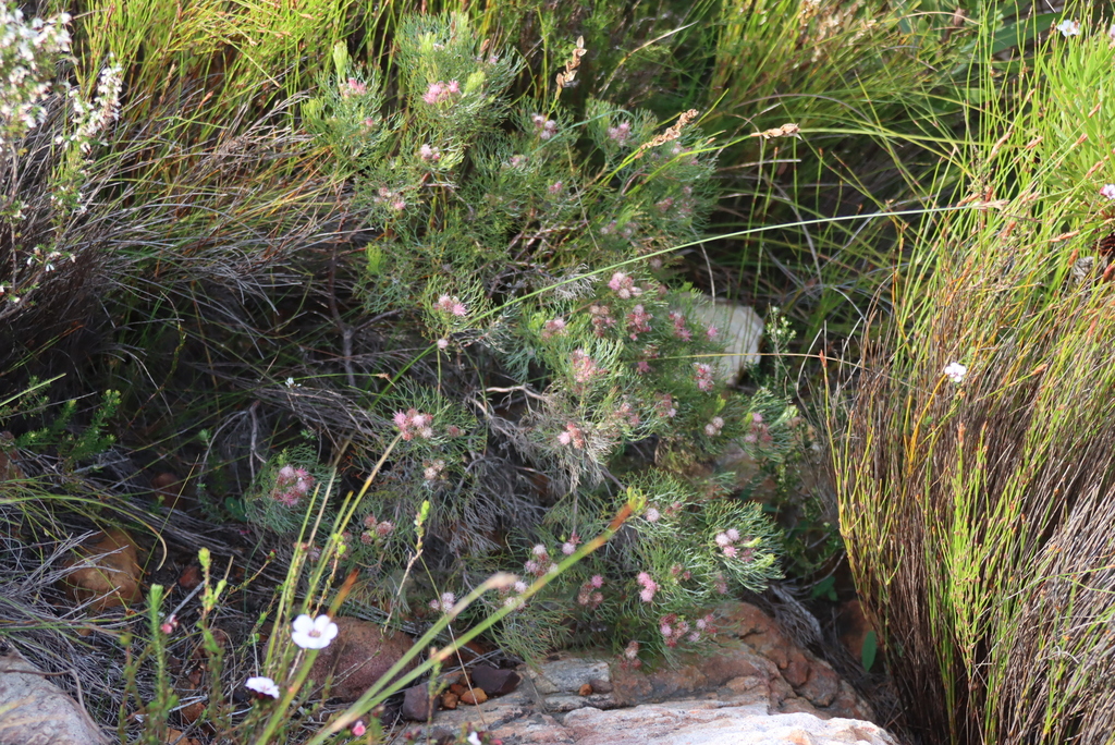 Serruria fasciflora; photograph (c) Tony Rebelo, some rights reserved (CC BY-SA)