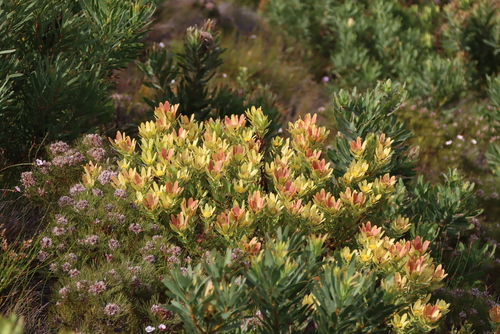 Leucadendron sessile, photograph 5