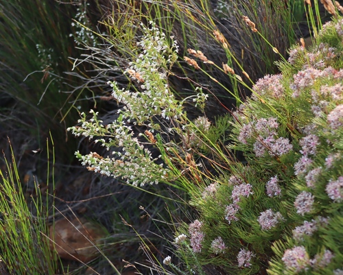 Serruria ascendens, photograph 1