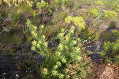 Leucadendron sessile, photograph (c) Tony Rebelo, some rights reserved (CC BY-SA)