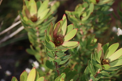 Leucadendron sessile, photograph (c) Tony Rebelo, some rights reserved (CC BY-SA)