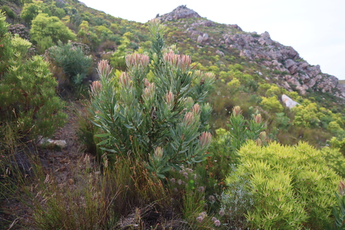 Protea neriifolia, photograph 2