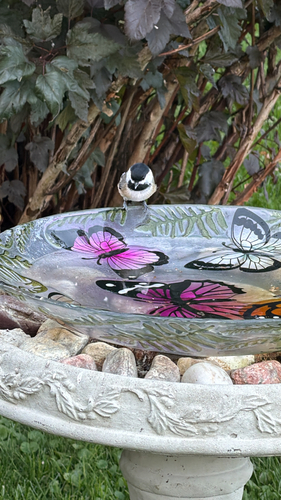 Black-capped Chickadee