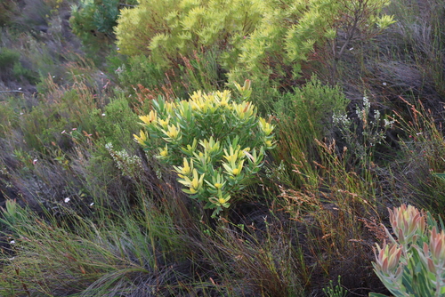 Leucadendron sessile, photograph 2