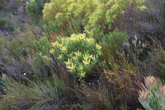 Leucadendron sessile, photograph (c) Tony Rebelo, some rights reserved (CC BY-SA)