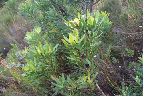Leucadendron laureolum, photograph 5