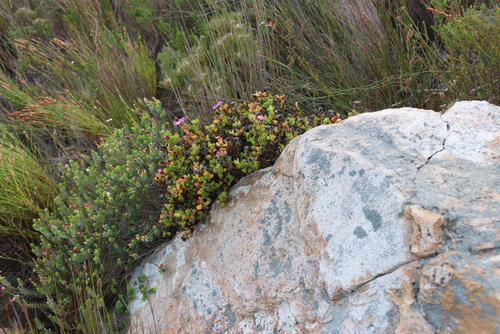 Erepsia inclaudens, photograph 3