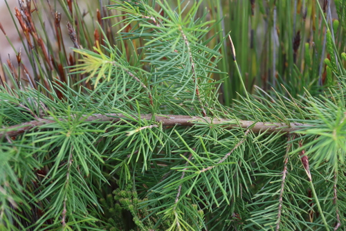 Hakea sericea, photograph 3