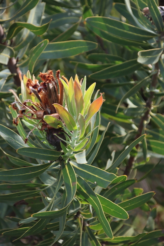Protea neriifolia, photograph 1