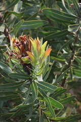 Protea neriifolia