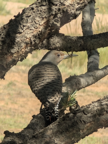 Northern Flicker