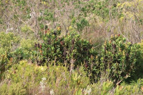 Laurophyllus capensis