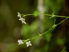 Galium propinquum