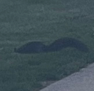 Eastern Gray Squirrel