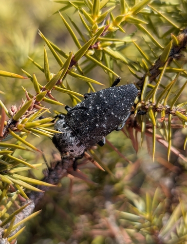 Flat-headed Root-borer