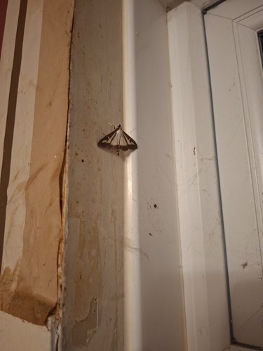 Box Tree Moth