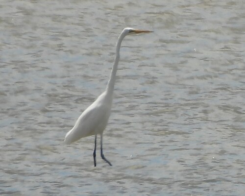 Great Egret