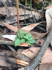 Pterostylis clivosa