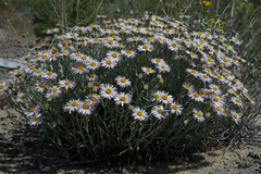Erigeron parishii