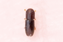 Xyleborinus attenuatus