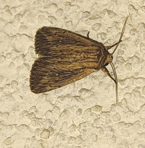 Devonshire Wainscot