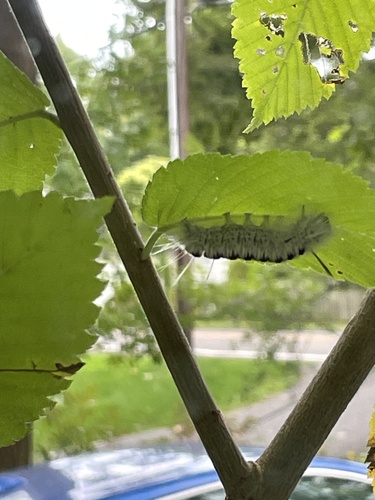 Hickory Tussock Moth