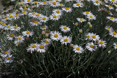 Erigeron parishii