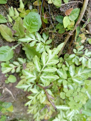 Pteris ensiformis observed 2026-09-21