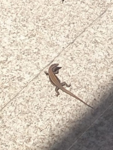 Bocage's Wall Lizard