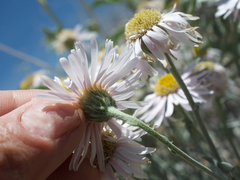 Erigeron parishii