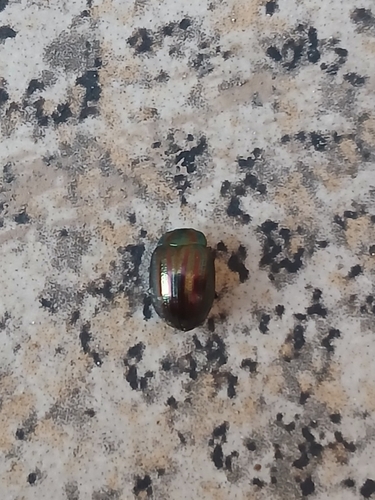 Rosemary Beetle