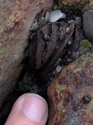 Afrolittorina knysnaensis observed 2026-09-13