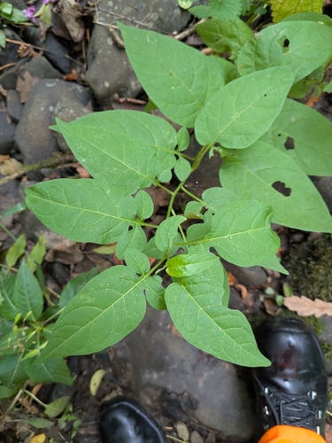 bittersweet nightshade