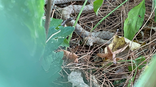 Common Coachwhip
