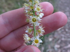 Prunus ilicifolia lyonii