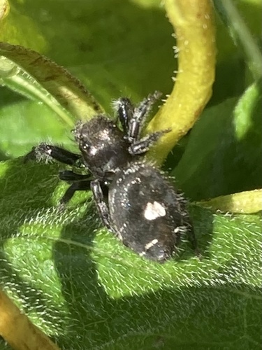 Bold Jumping Spider