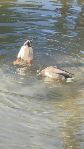 Mallard
