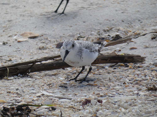 Sanderling