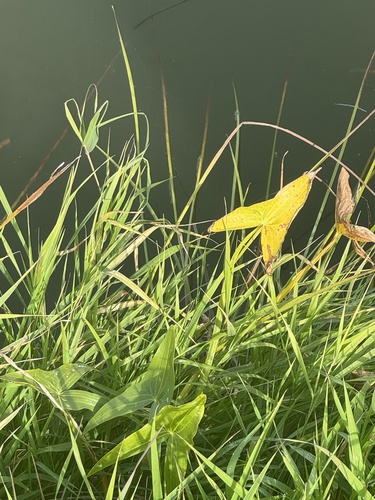 Sagittaria sagittifolia, photograph 3