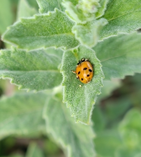 Variegated Lady Beetle