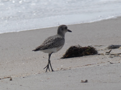 Black-bellied Plover