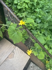 Thladiantha dubia