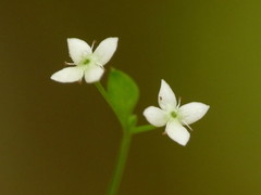 Galium propinquum